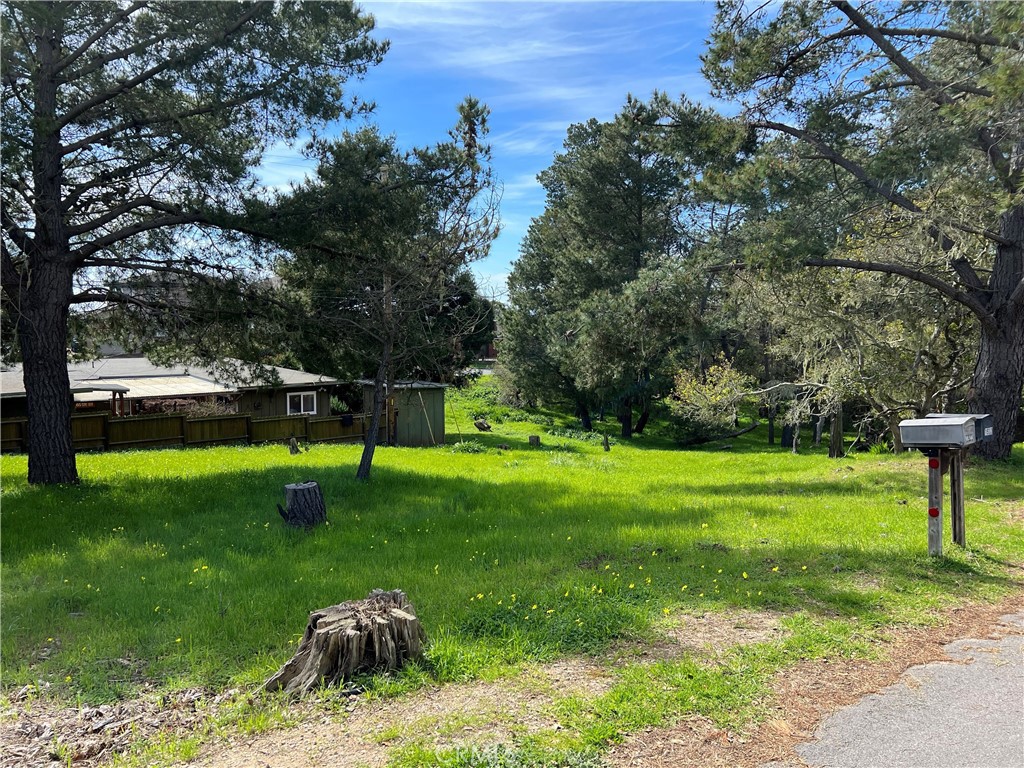 a view of a garden with a bench