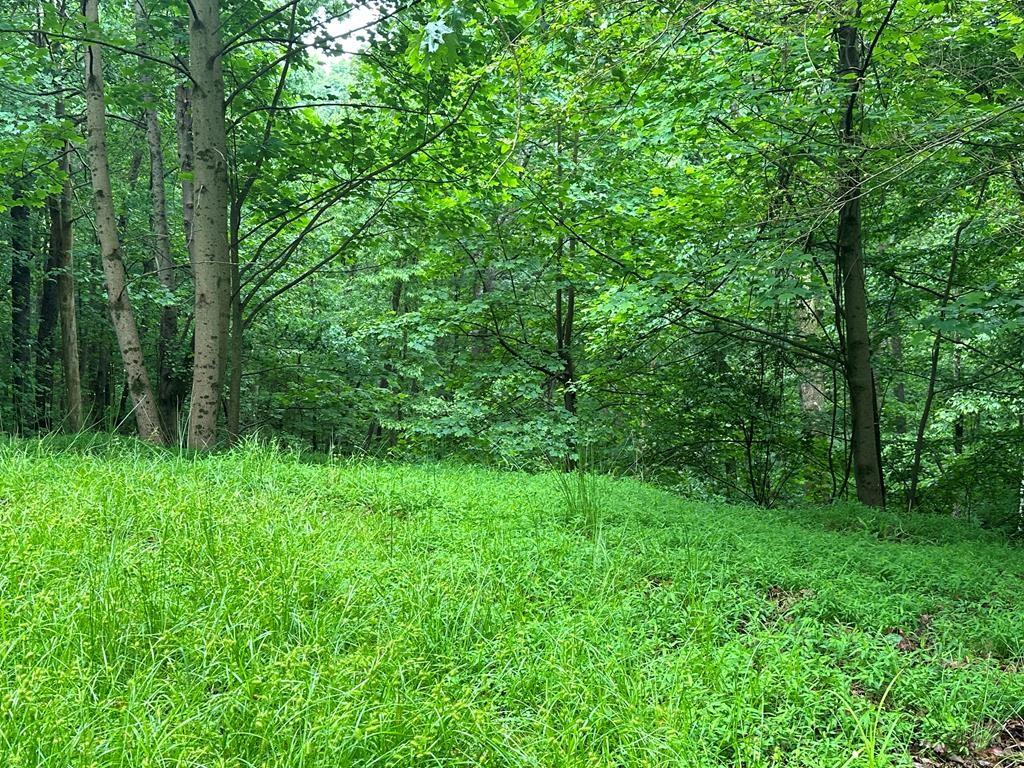 a view of a lush green forest