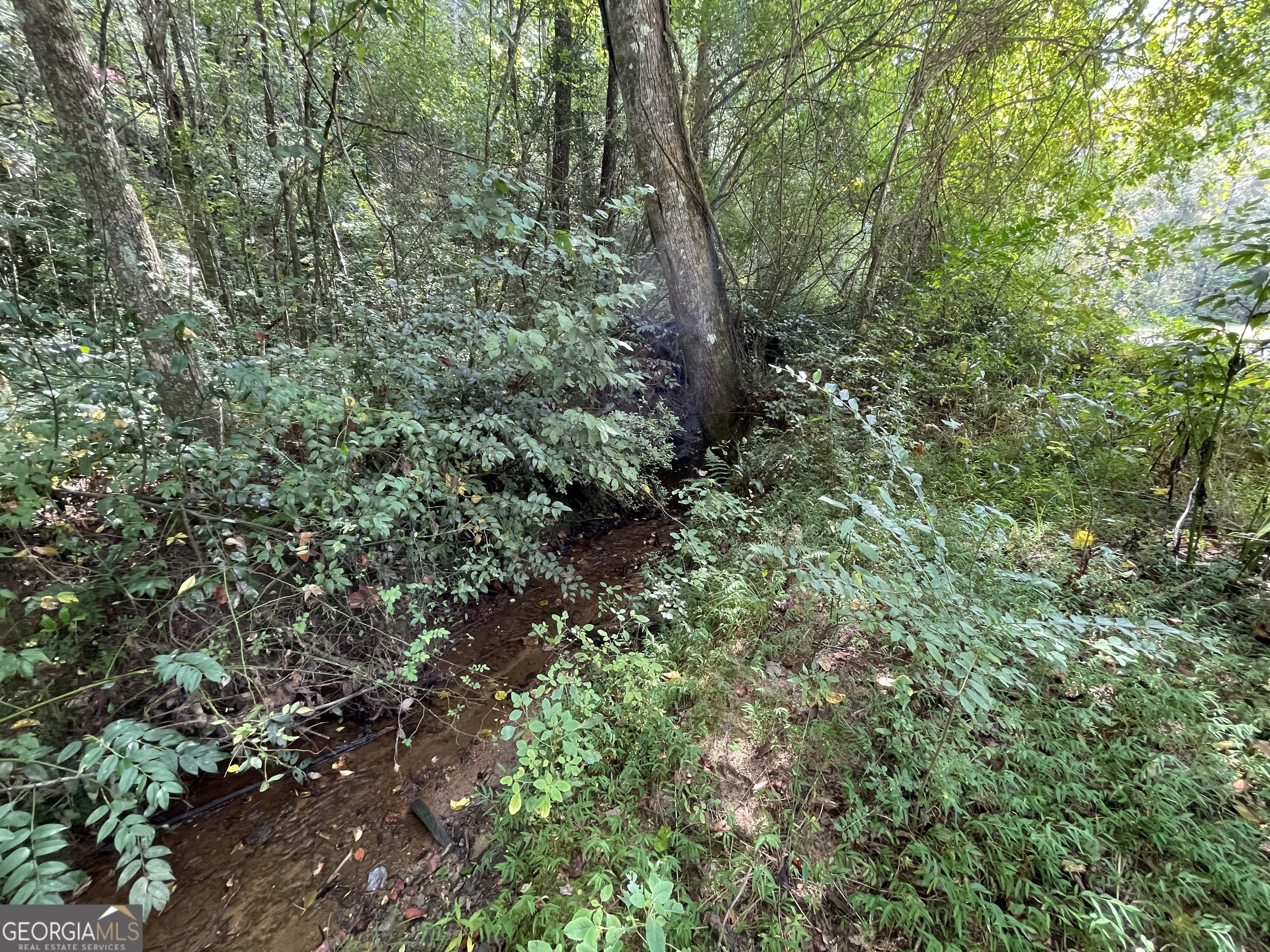 a view of a forest with a tree