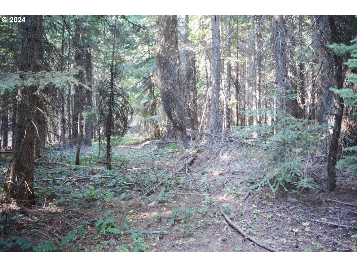 a view of backyard with trees