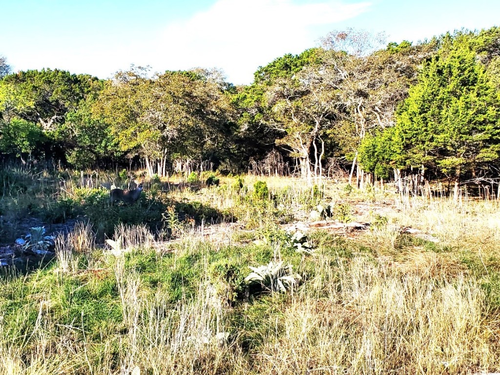 a view of yard with tree