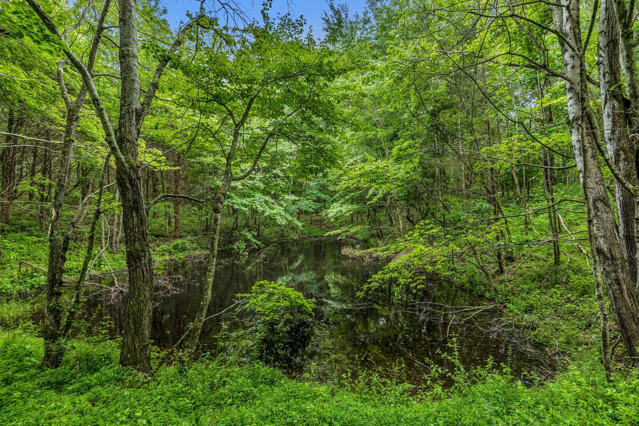 a view of a forest