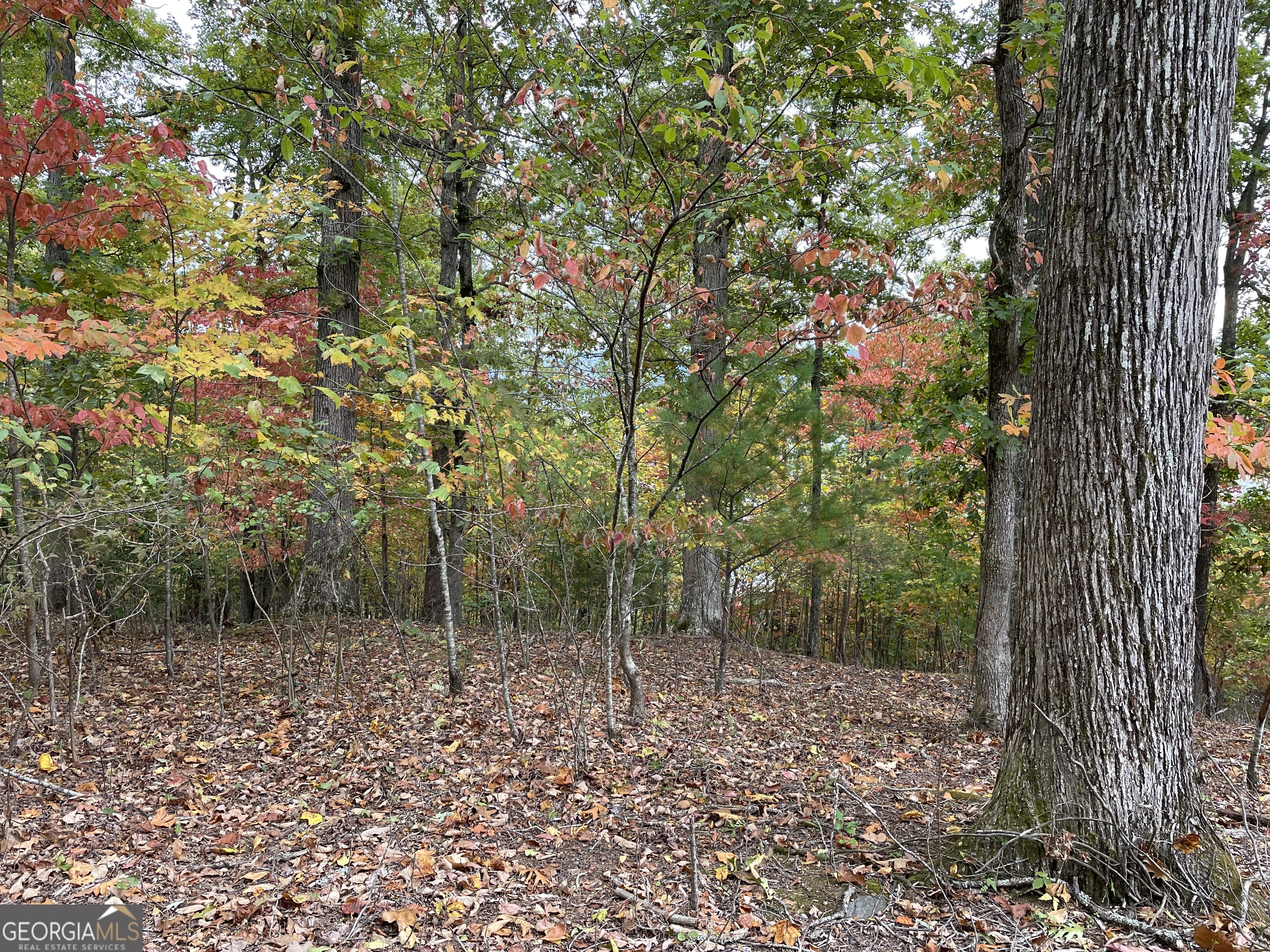 a view of a forest with trees