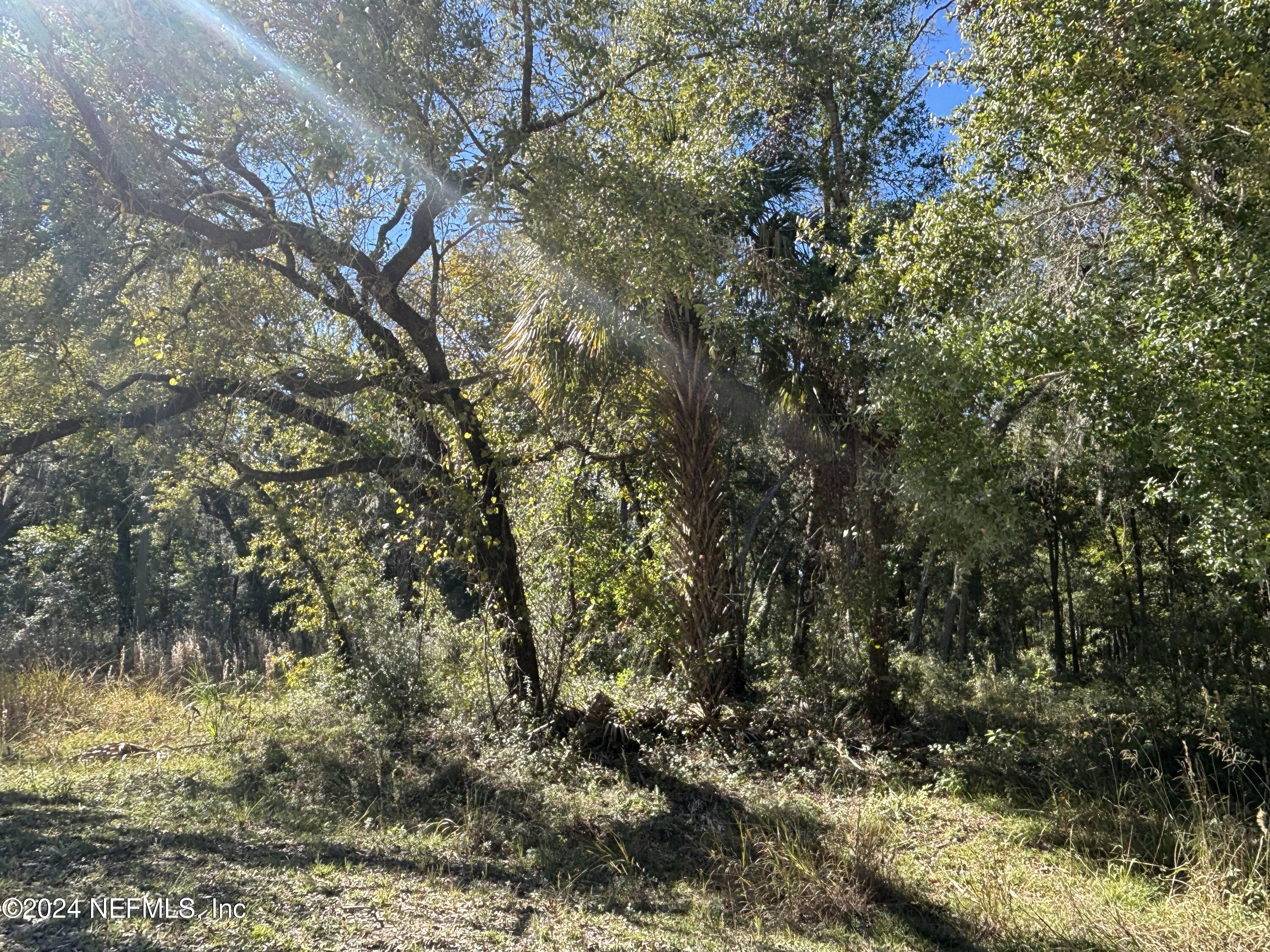 a view of a tree