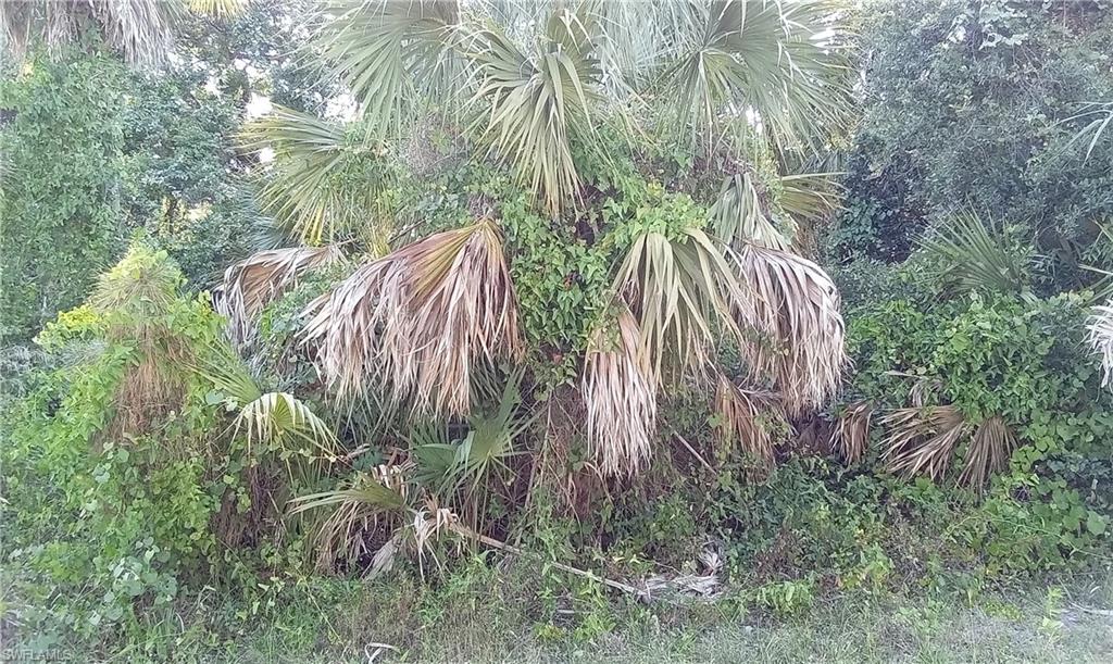 a view of a plant in a garden