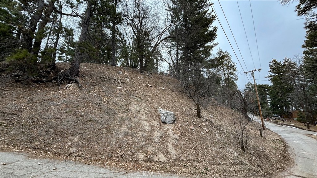 a view of a forest with trees in the background