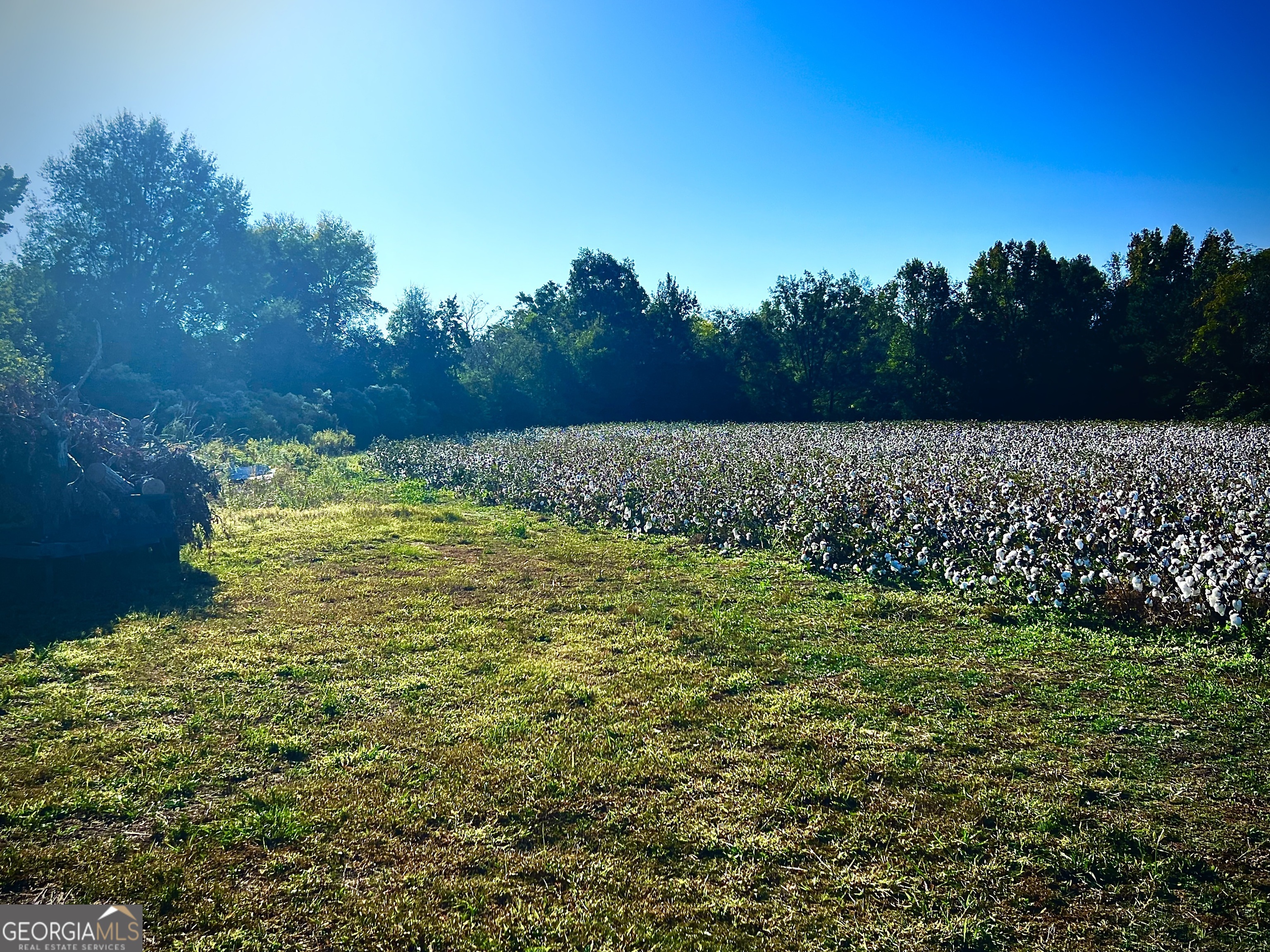 a view of a yard