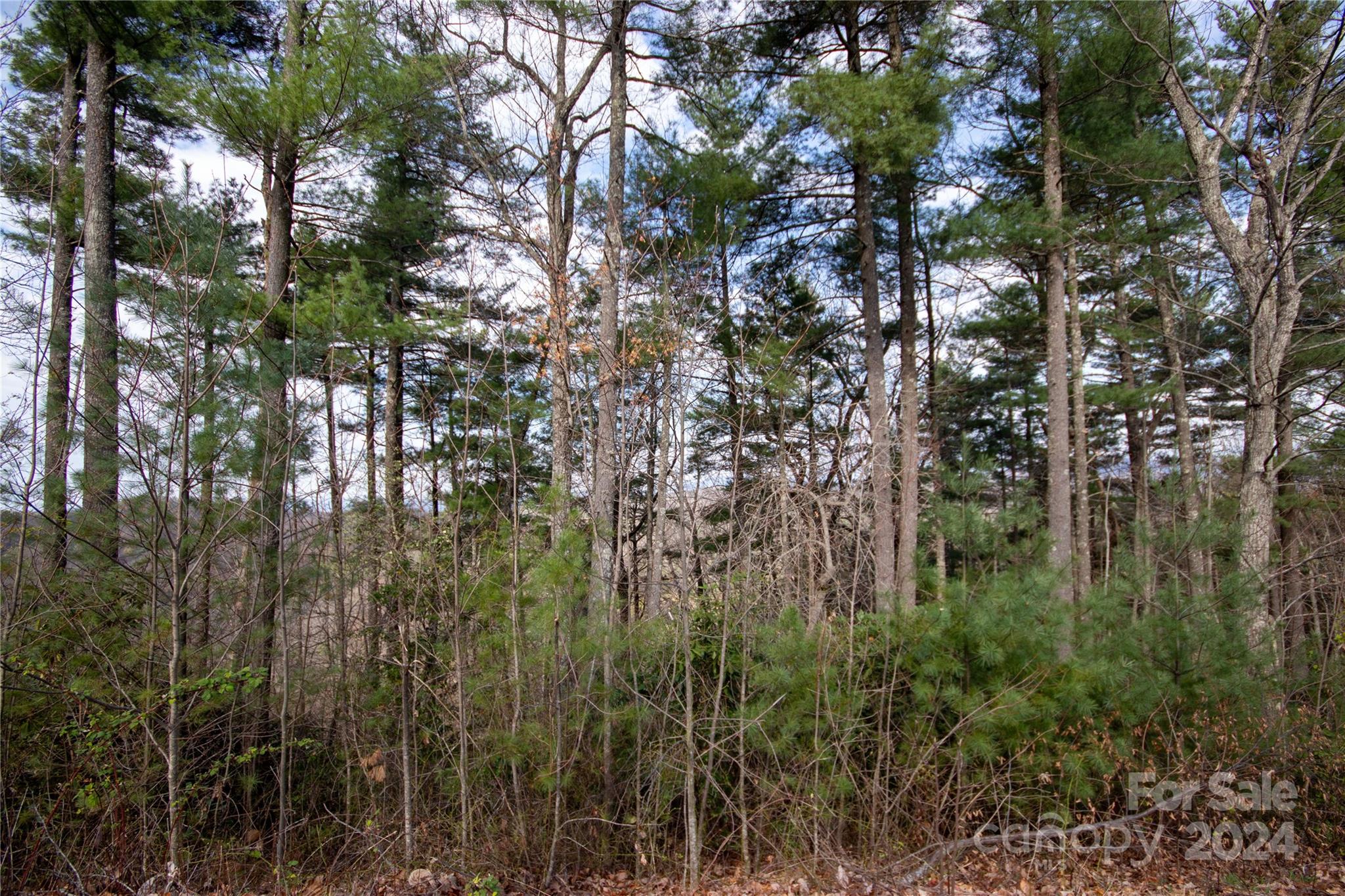 a view of forest