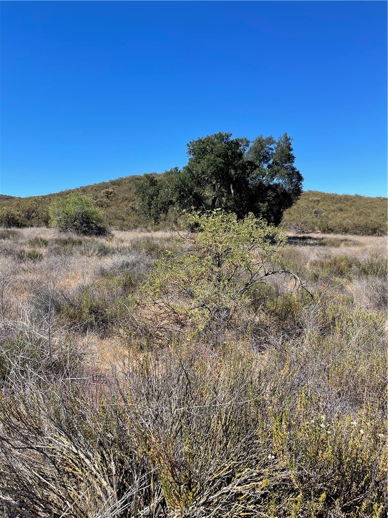 a view of a dry yard with trees and bushes