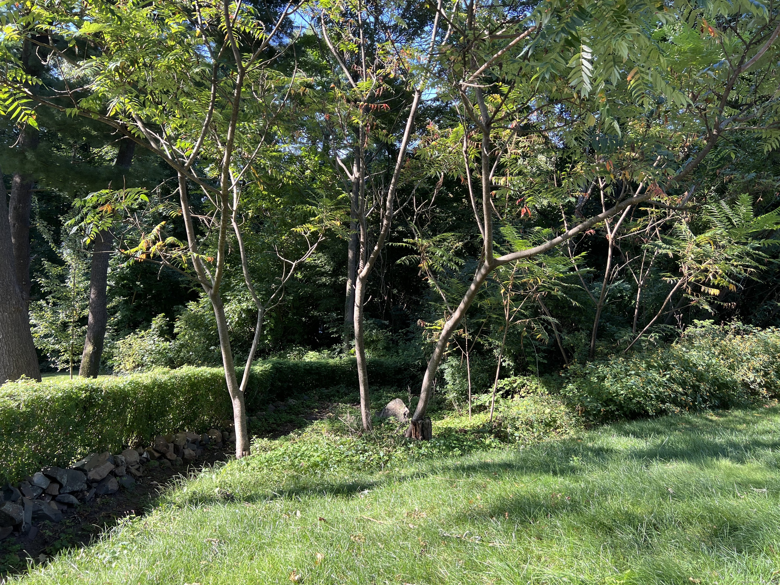 a backyard of a house with lots of green space