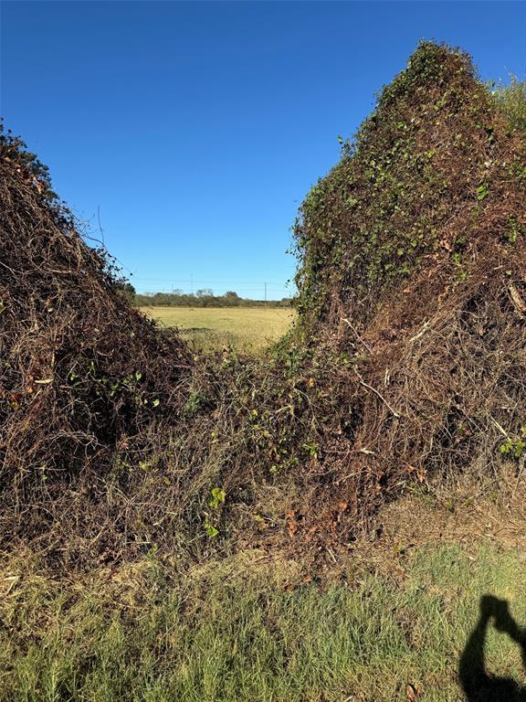 a view of a large tree with a yard