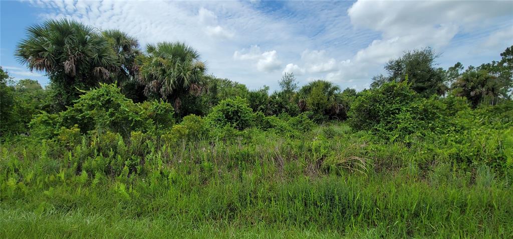 a view of a lush green space