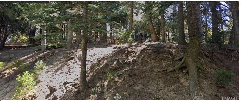 a view of a forest with trees