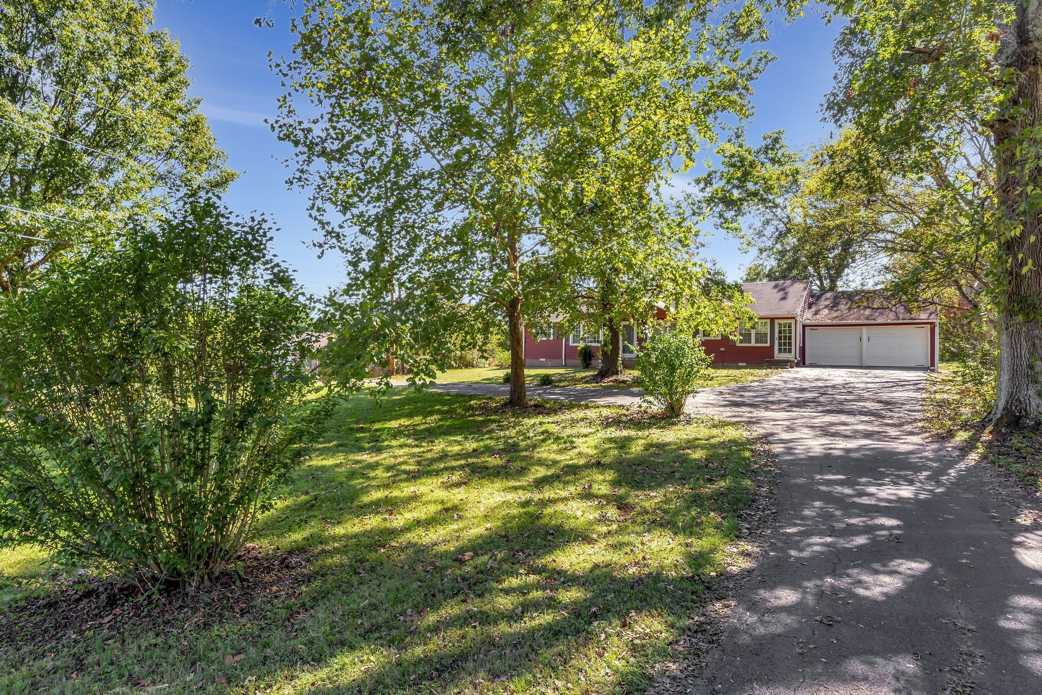 a view of a trees in a yard