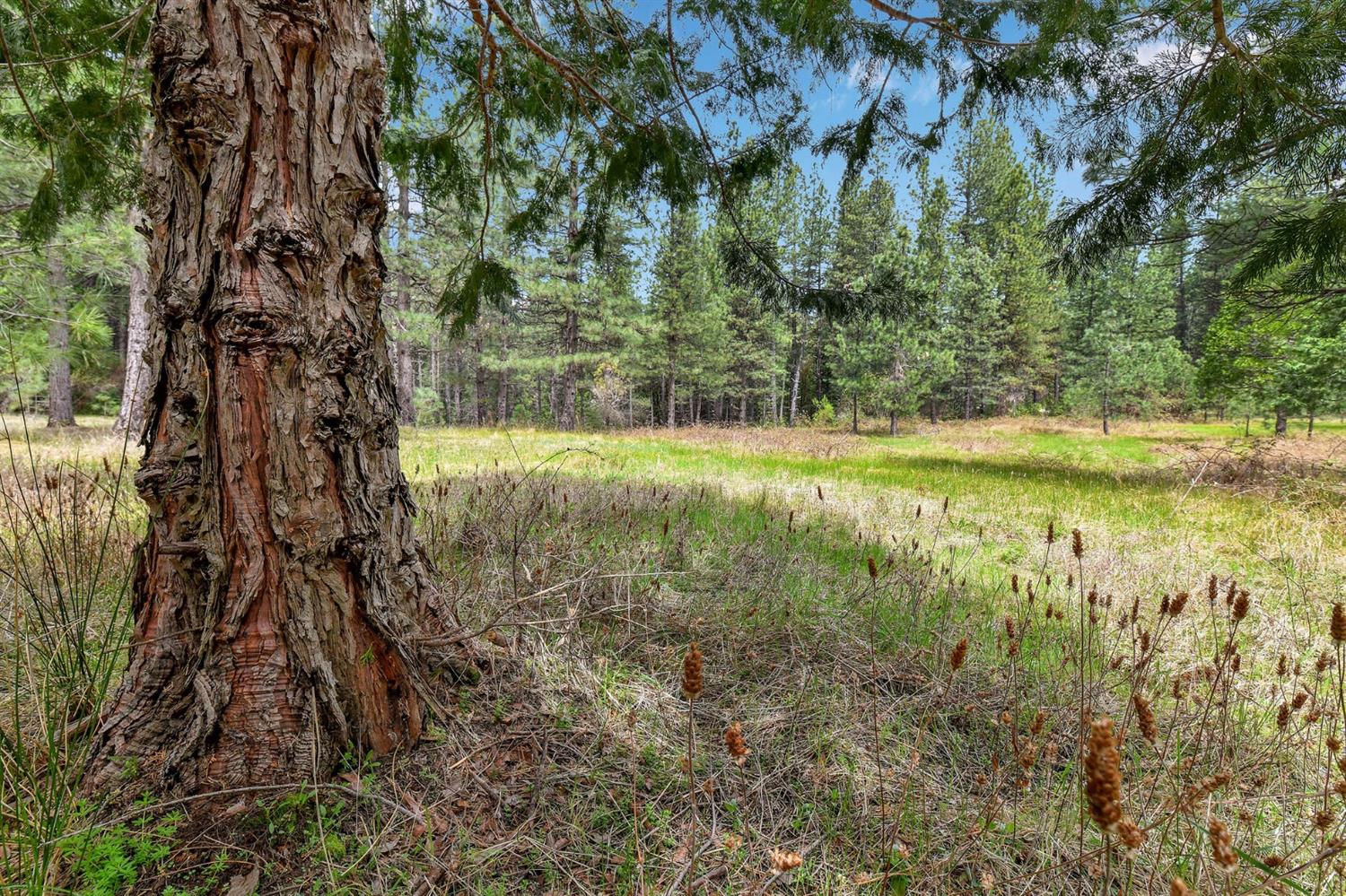 a view of a yard with a tree