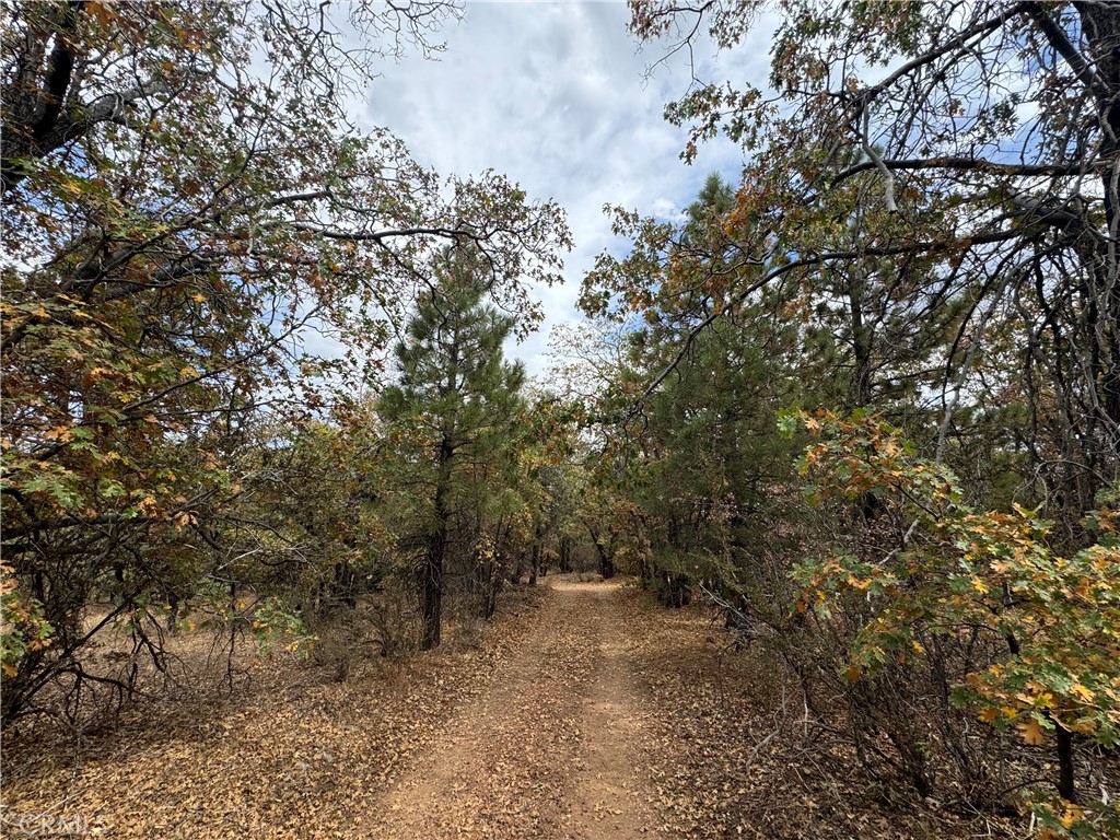 a view of a forest with trees in the background