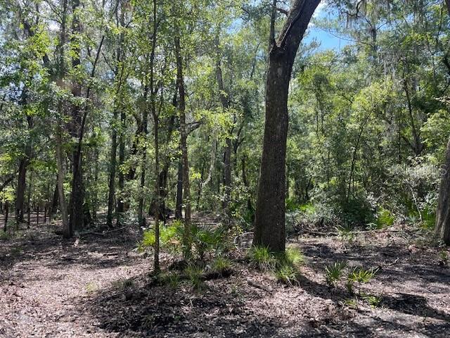 a view of a forest with trees