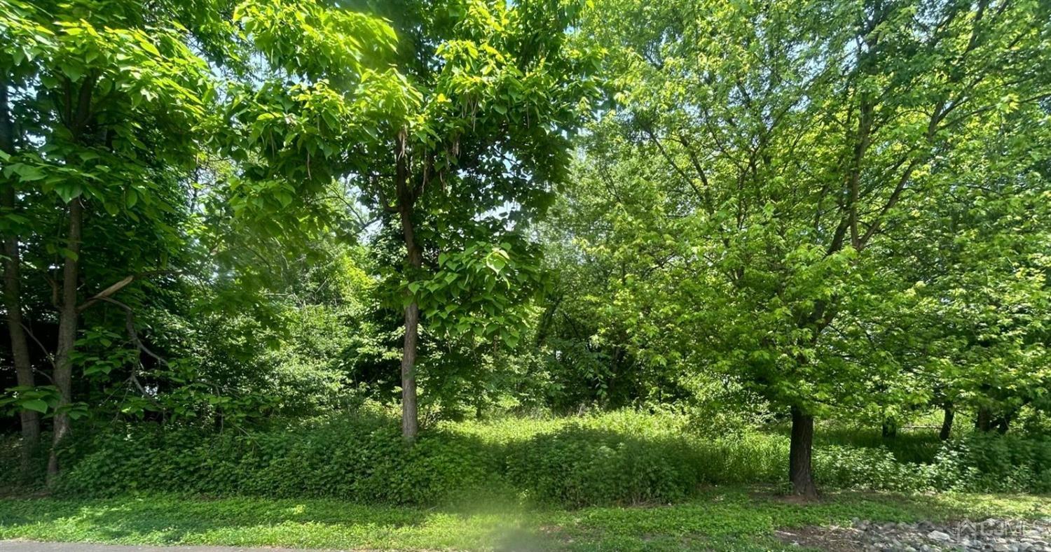 a view of a lush green space