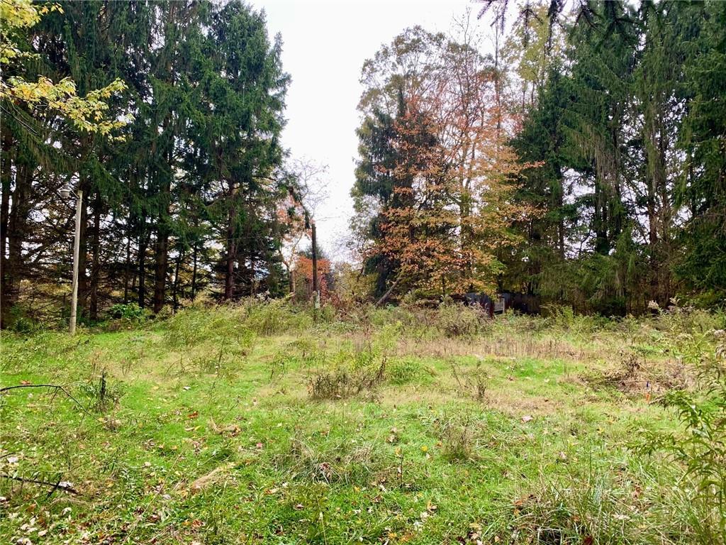 a view of yard with trees