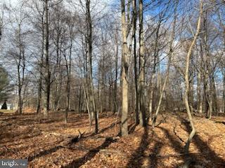 a view of a forest filled with trees