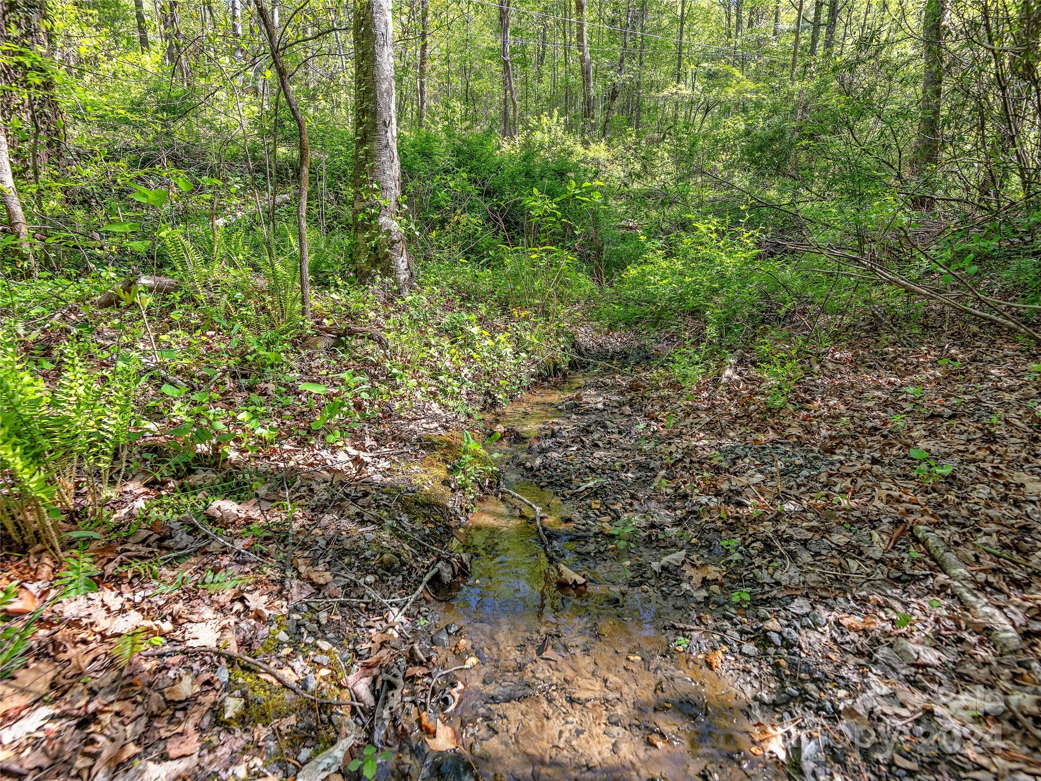 a view of a forest with a tree