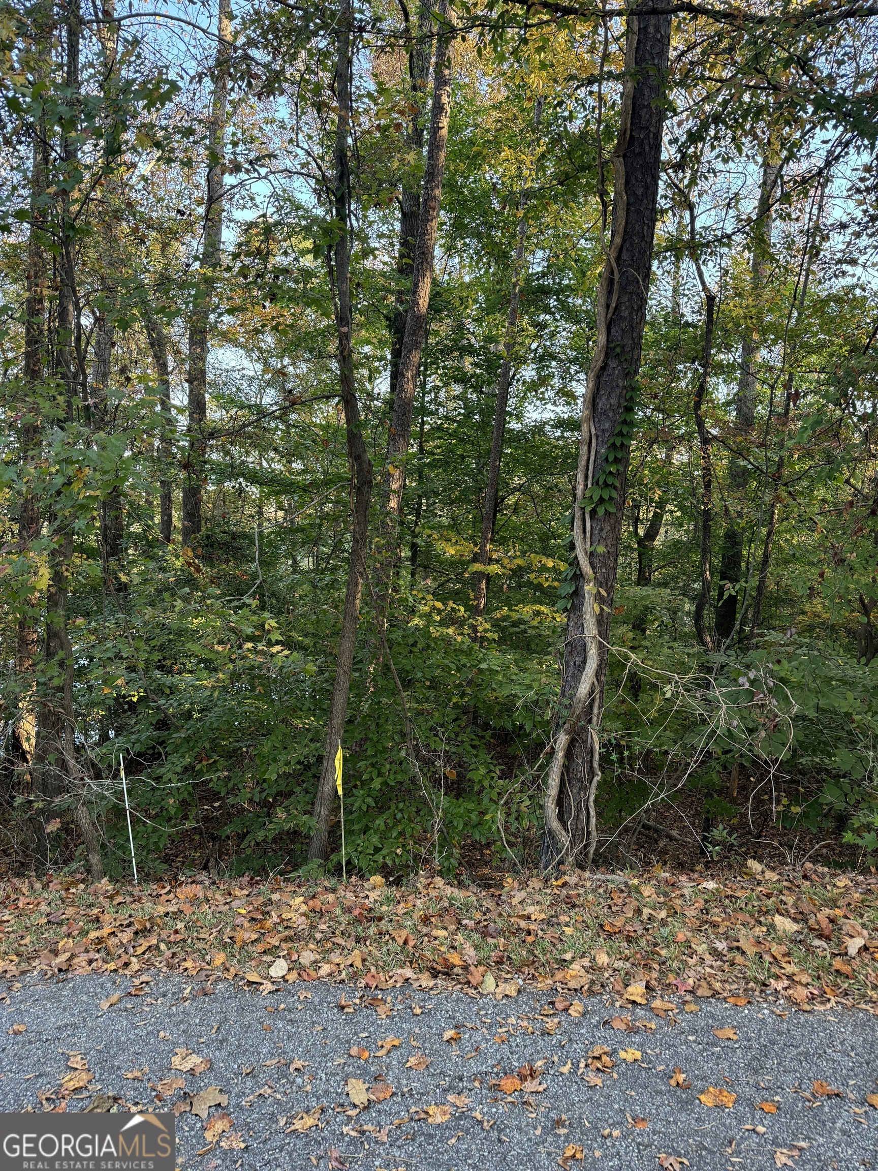 a view of a forest with trees