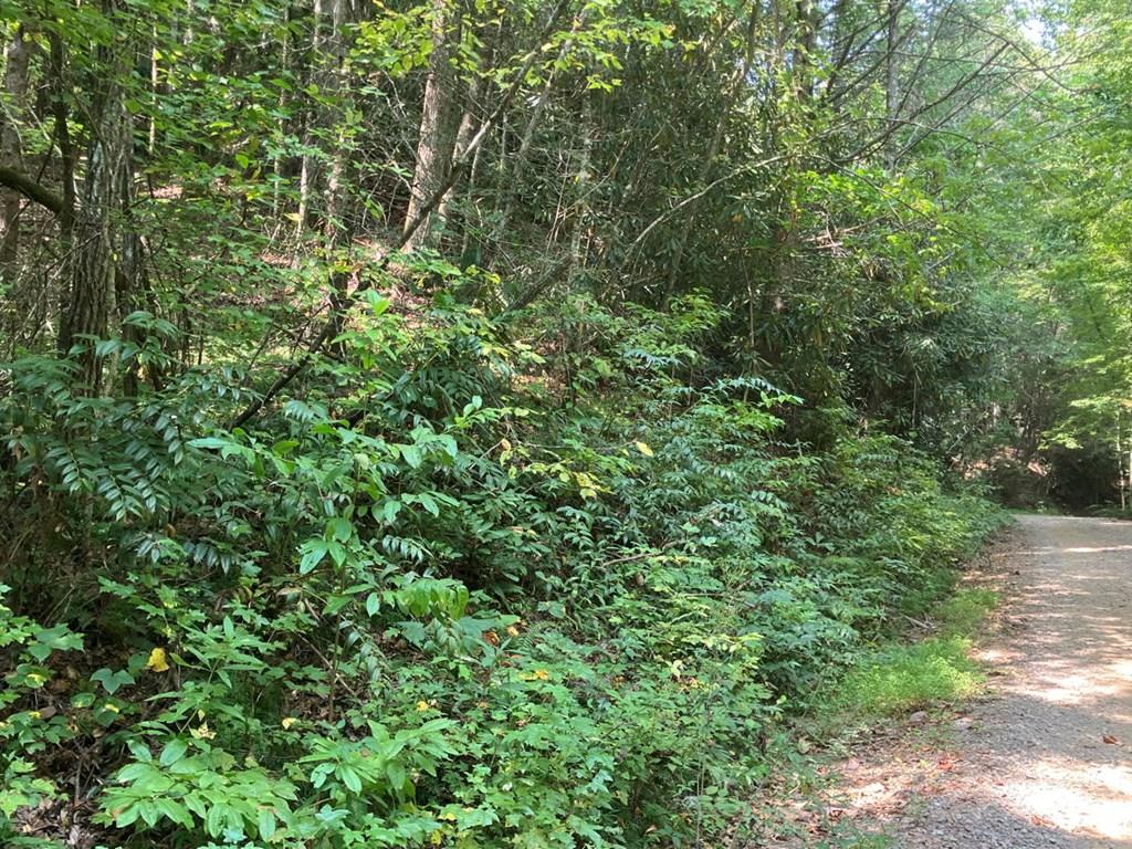 a view of a lush green forest