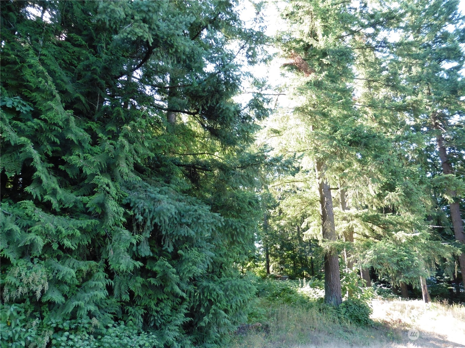 a view of a forest with lush green forest