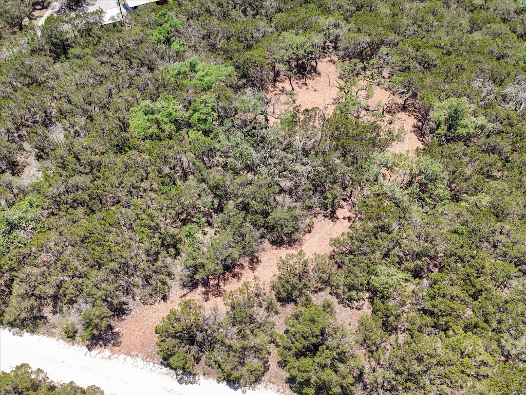 a view of a forest with a tree