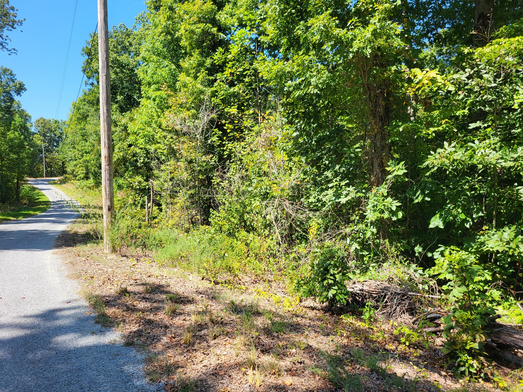 a view of yard with large trees and plants