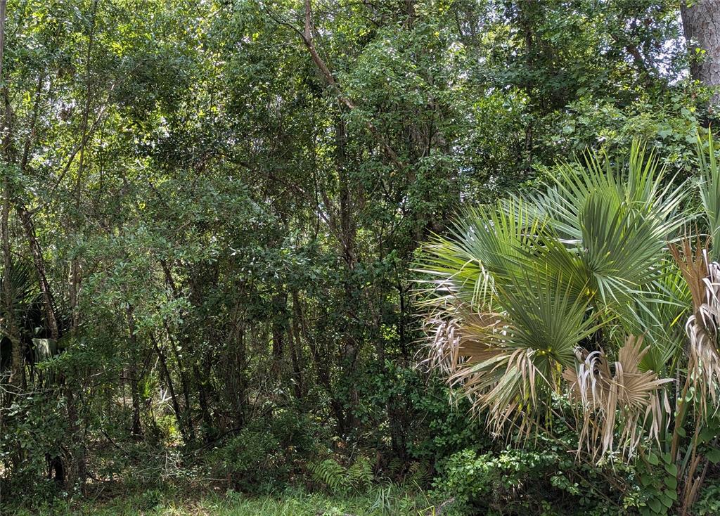 a view of a plant in a garden