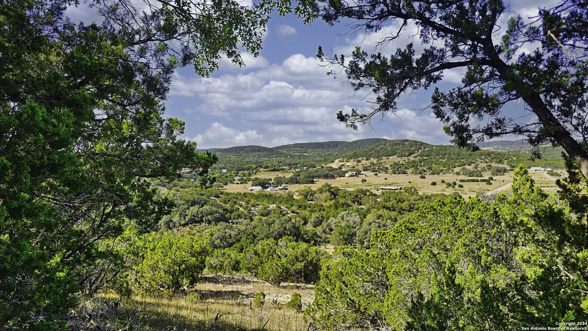 a view of a garden with a tree