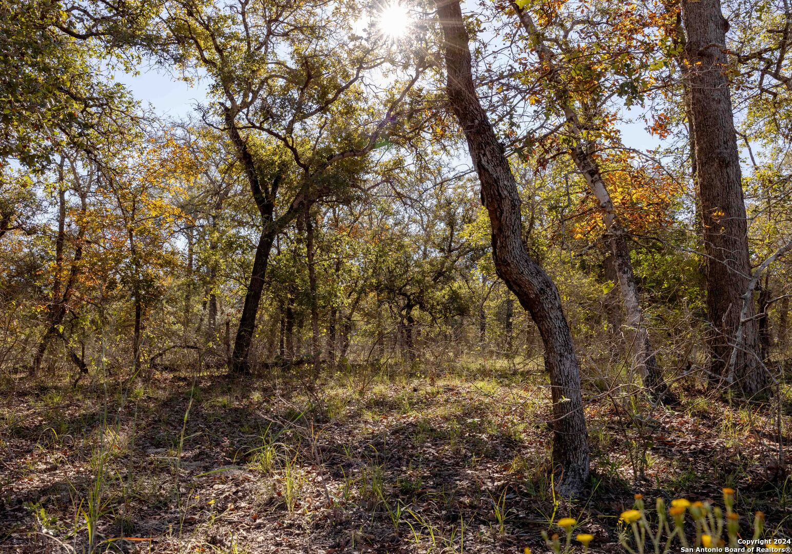 a view of forest