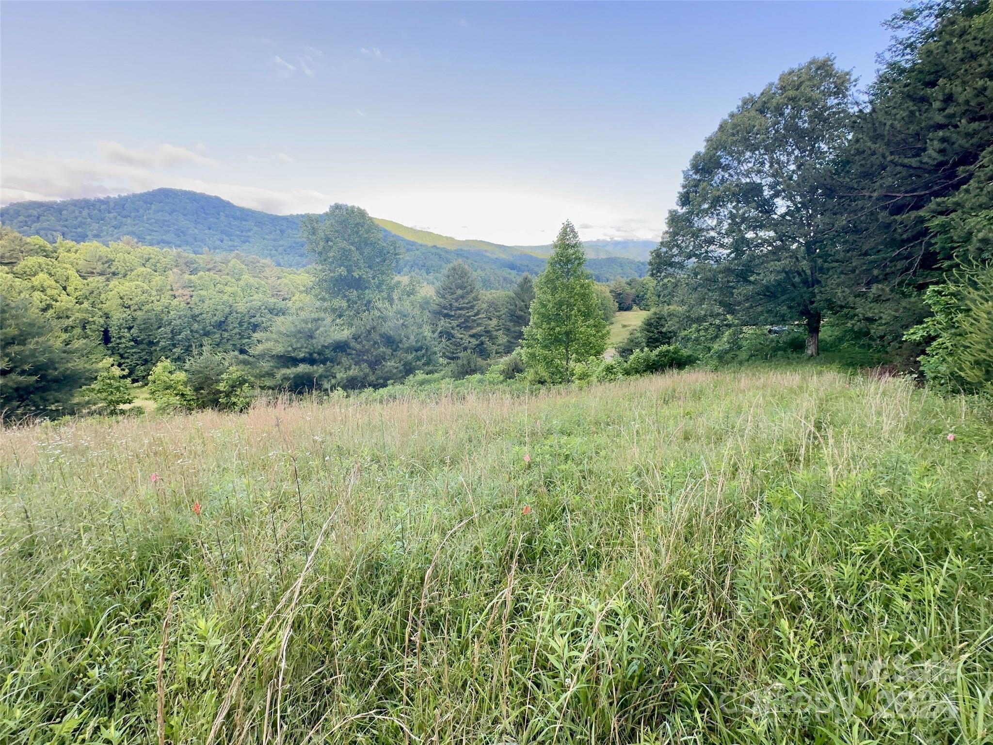 a view of a lush green forest with trees in the background