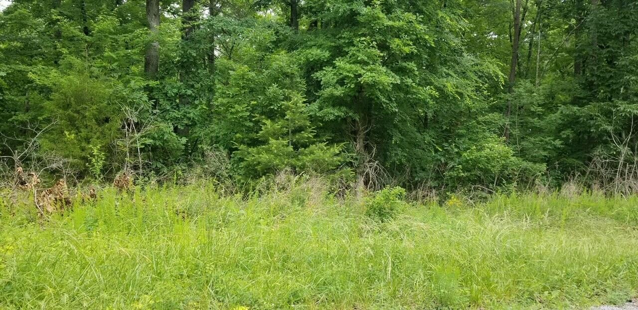 a view of a lush green space