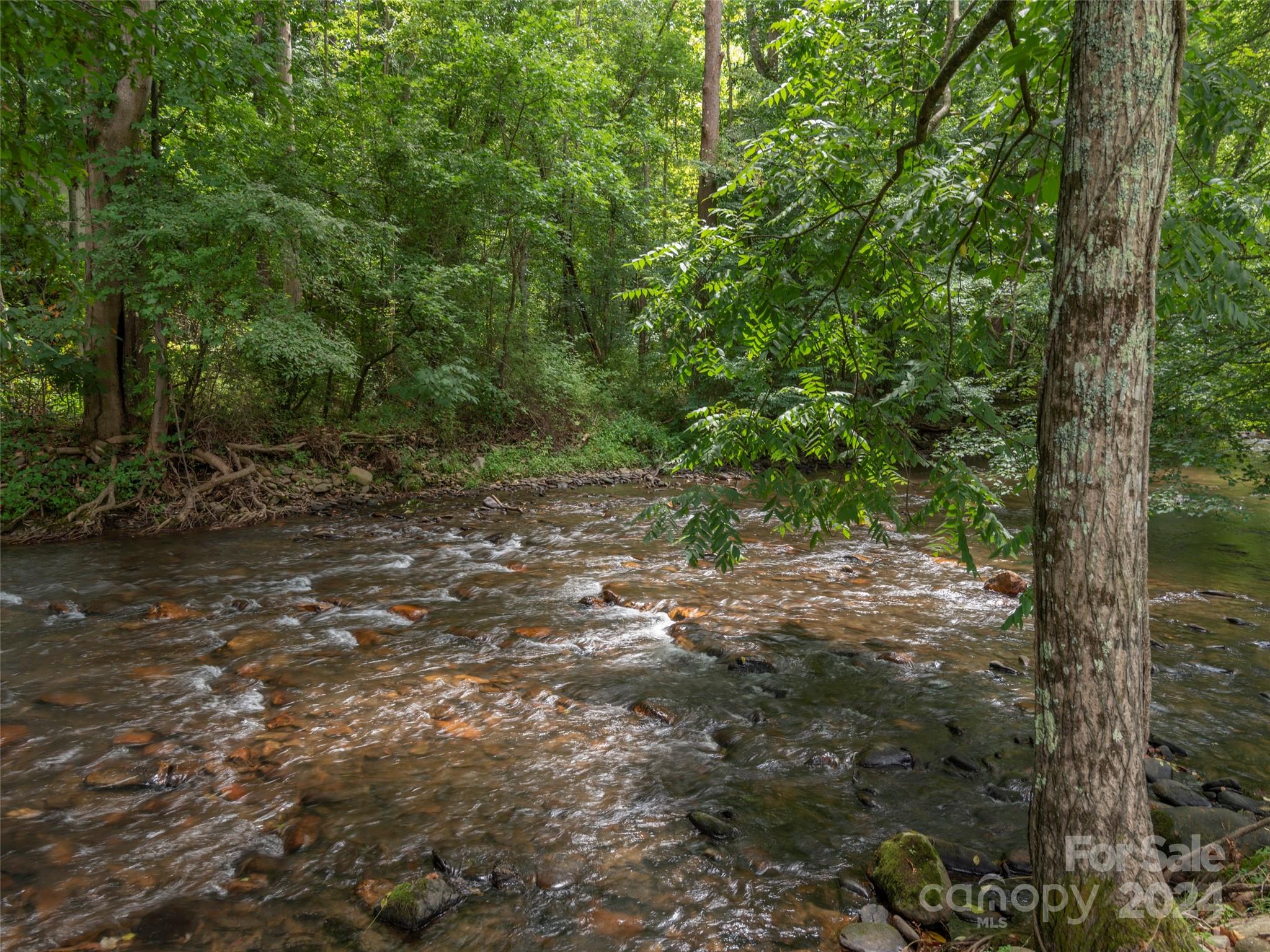 a view of a forest with trees in the background