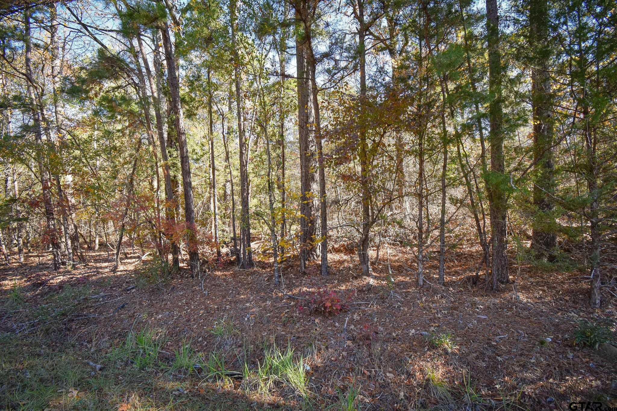 a view of outdoor space and trees