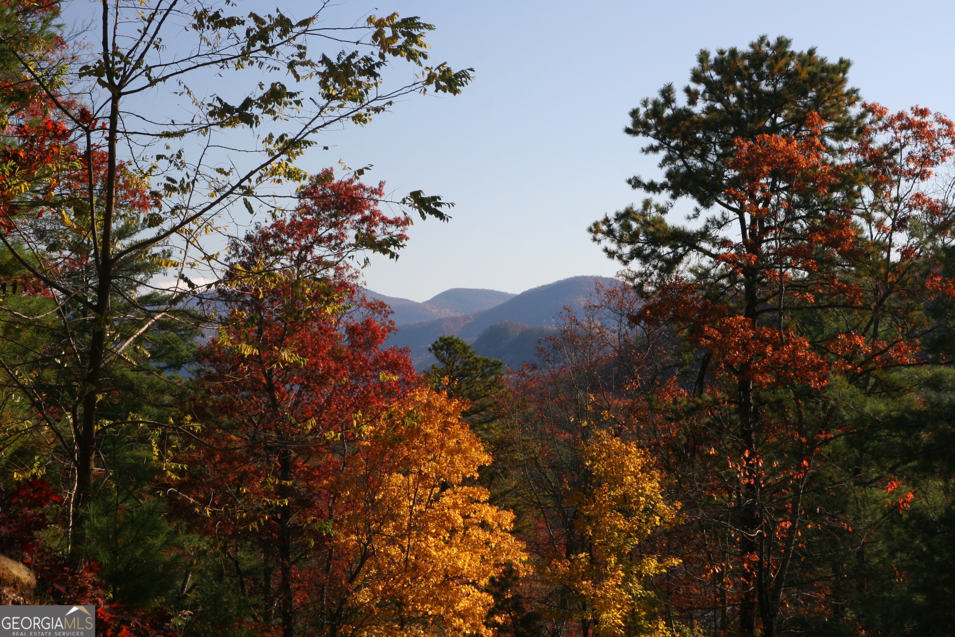 a view of a tree in a forest