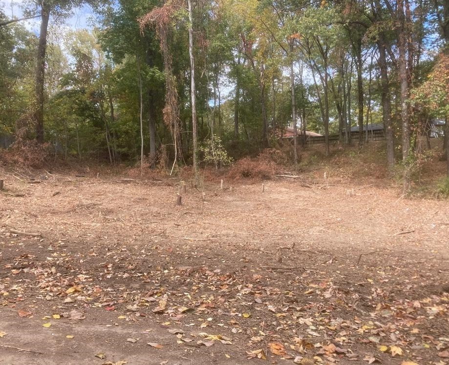 a view of a forest with trees