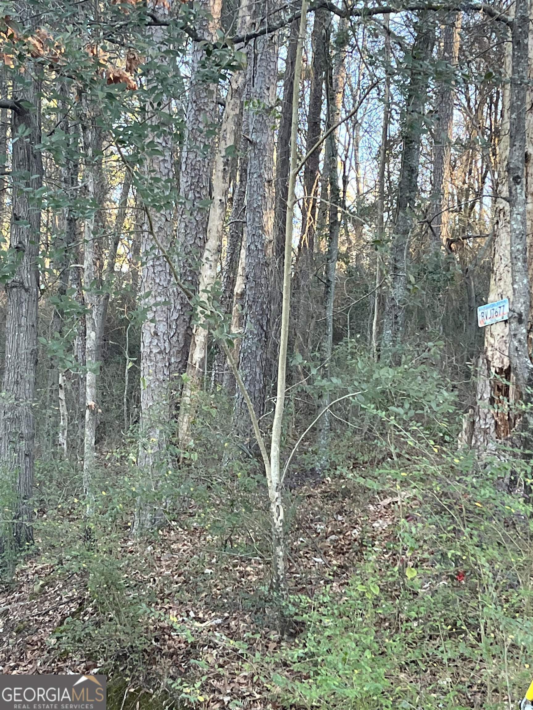 a view of forest