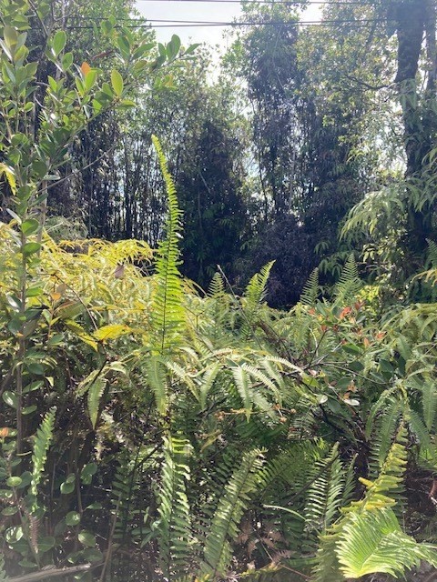 a view of a garden with plants