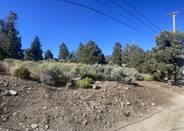 a view of a dry yard with trees