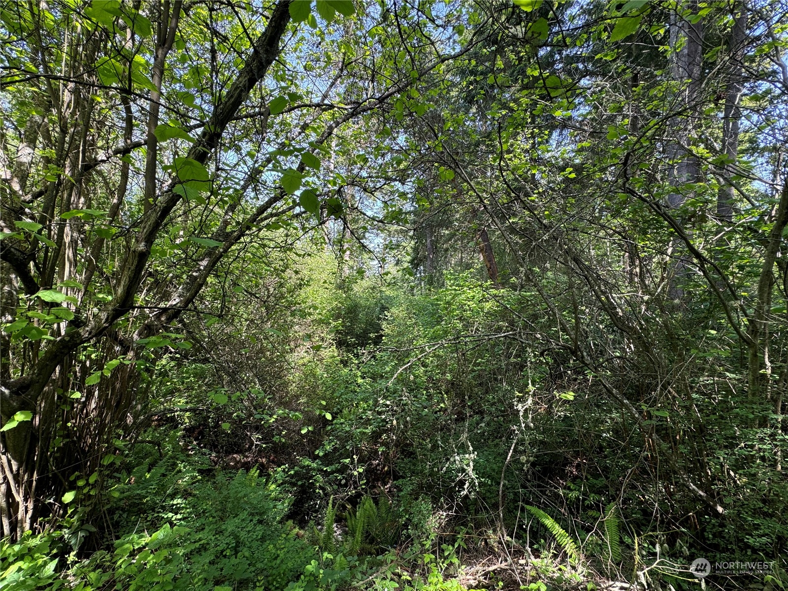 an outdoor space with lots of trees