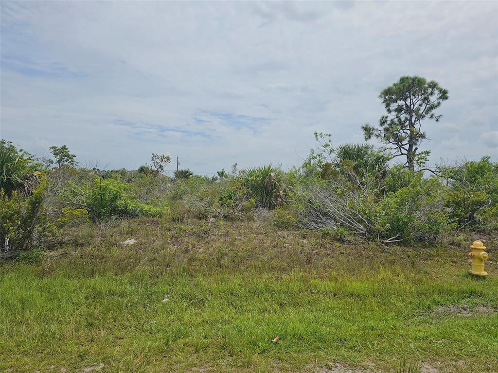 a view of a plants with large trees