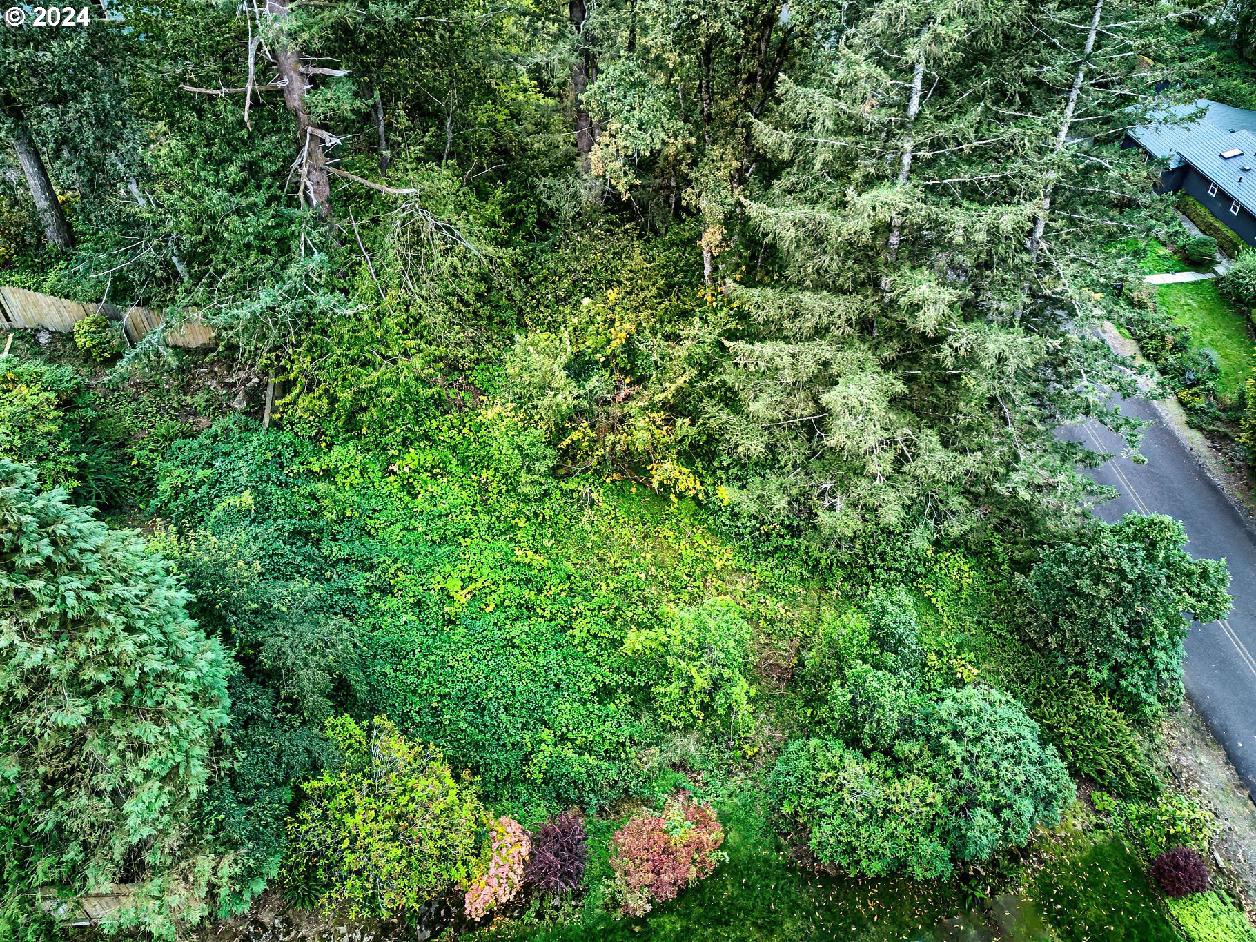 a view of a lush green forest with lots of trees