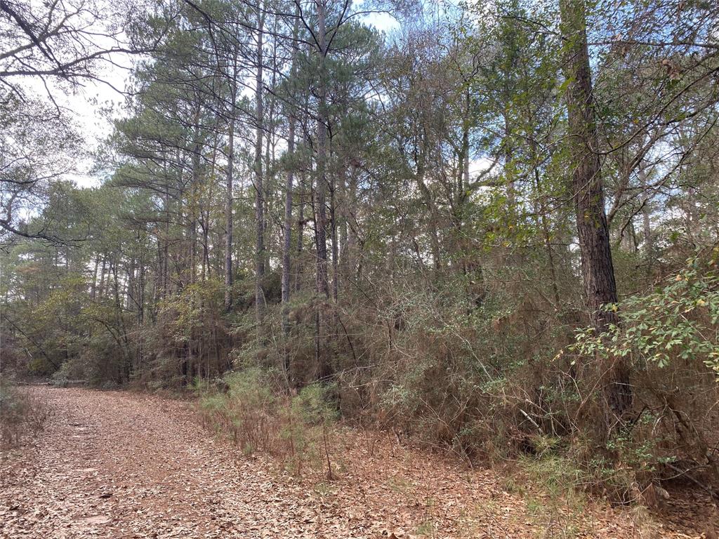 a view of a forest with trees in the background