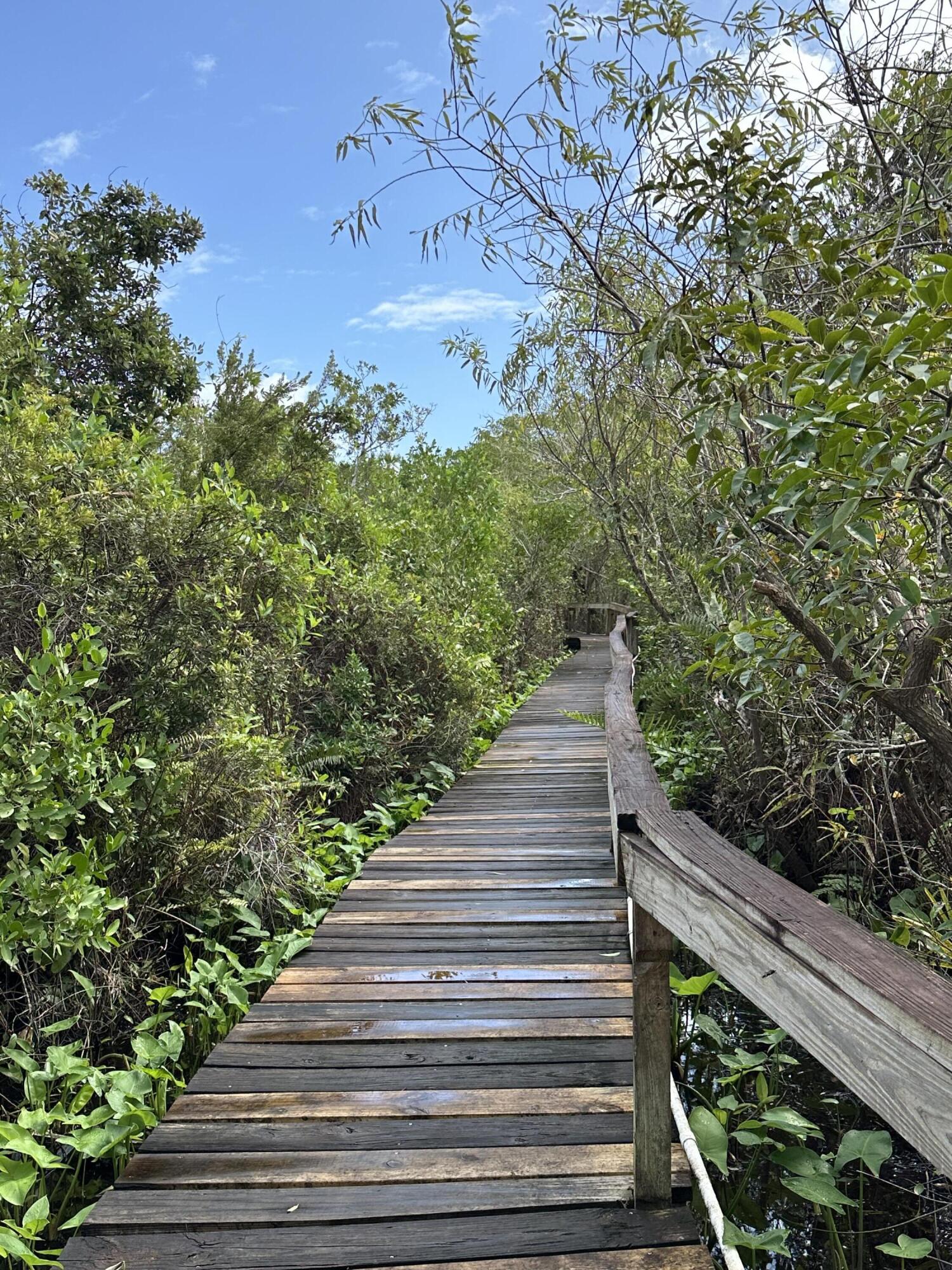 a view of a yard with wooden stairs