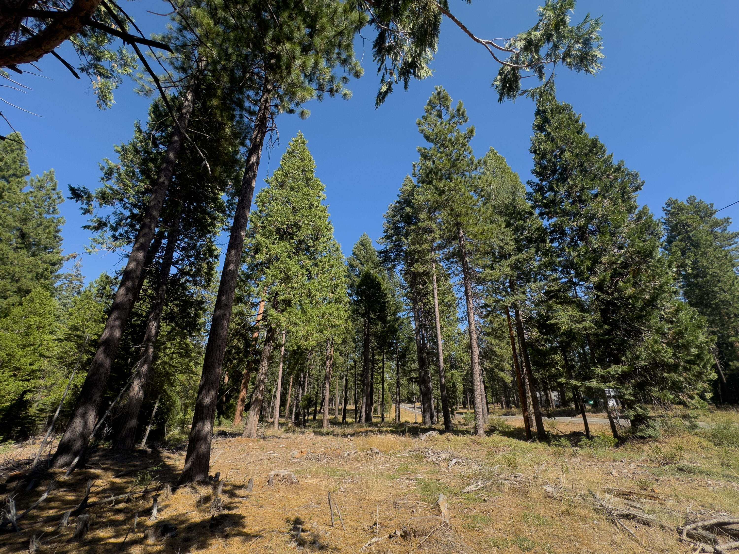 a view of outdoor space with trees