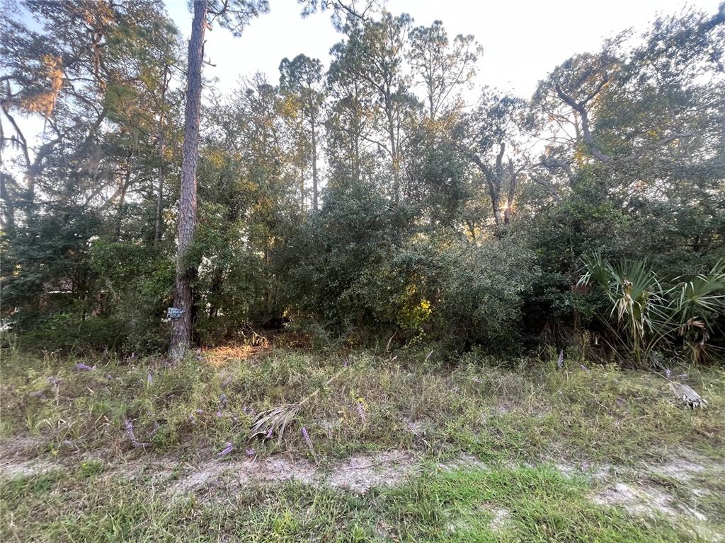 a view of a forest with trees in the background