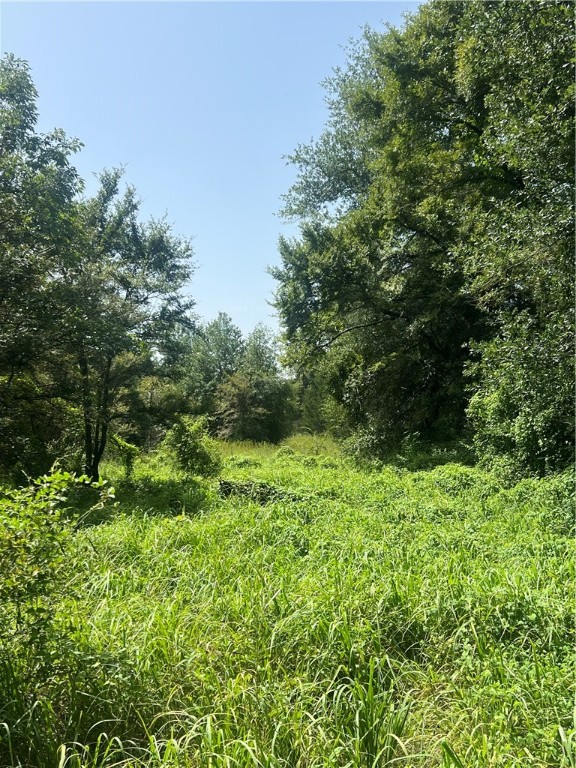 a view of a lush green forest